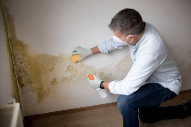 Best Real Estate Mold Inspection  in Affton, MO