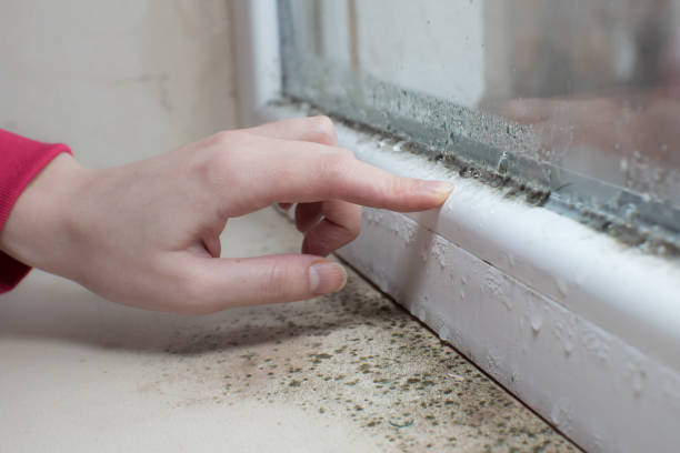 Best Commercial Mold Inspection  in Affton, MO